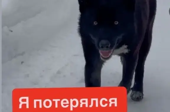 Найдена собака, Некрасовское, фото: Найден собака, Кооперативная улица, Некрасовское - молодой кобель с ошейником
