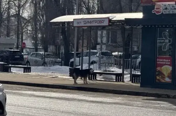 Найдена собака, Воронеж, фото: Найдена собака хаски, улица Димитрова, Воронеж