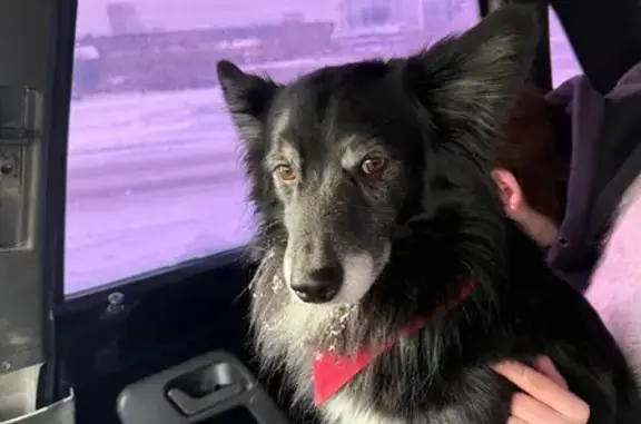 Найдена собака, Екатеринбург, фото: Найден собака, мужской, Екатеринбург - чёрный с белой мордой и воротником