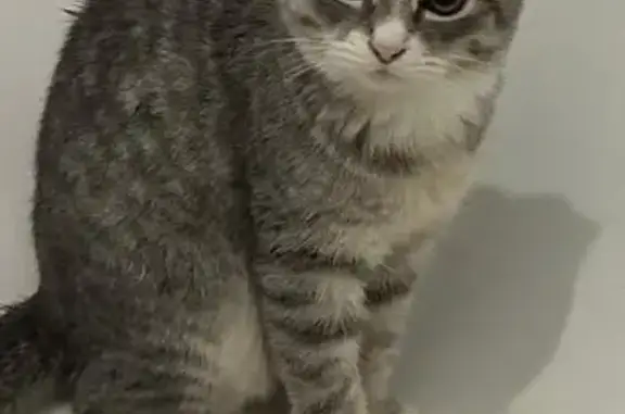 Пропала кошка, Красноармейская улица, Черкесск - серенькая с белым носиком - photo