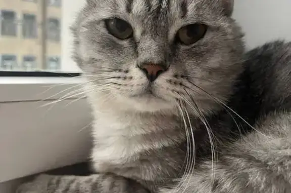 Пропала кошка, 15-я линия В.О., 84/86, Санкт-Петербург - photo