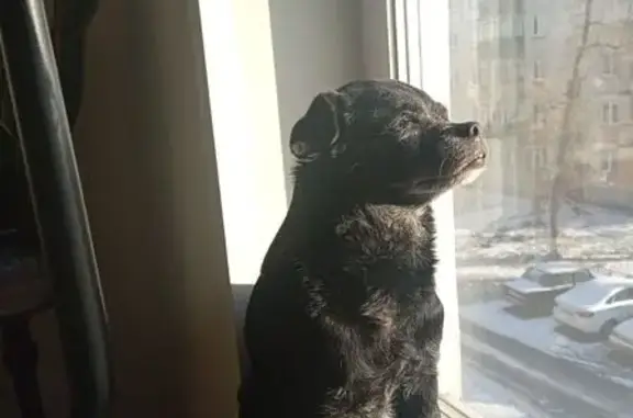 Пропала собака, Семафорная улица, 233, Красноярск - photo