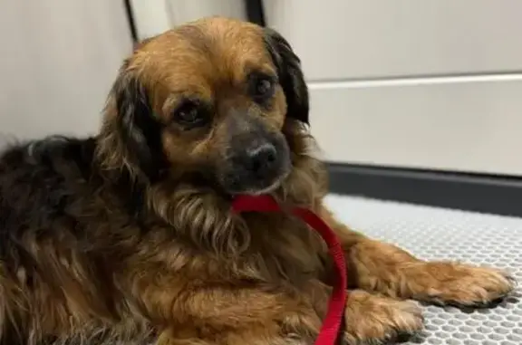 Найдена собака, Краснодар, фото: Найден собака, мужской, улица Гидростроителей, Краснодар