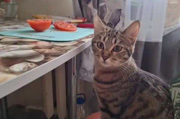 Пропала кошка, улица Менжинского, 57, Гаврилов-Ям - полосатая с рыжеватыми участками - photo