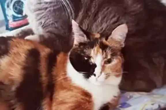 Пропала кошка, Парусная улица, 20/2, Краснодар - трёхцветная, в белых носочках - photo