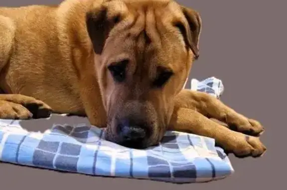 Найден собака, Восточно-Кругликовская улица, Краснодар - метис Шарпея - photo