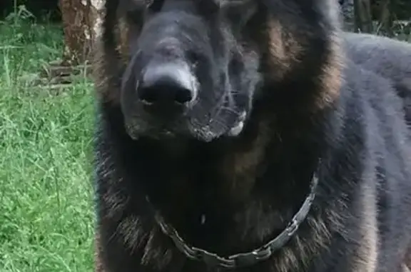 Собаки потеряшки, Нижний Новгород, фото: Потеряшка собака, Крутой переулок, 12, Нижний Новгород - немецкая овчарка с пятнышком