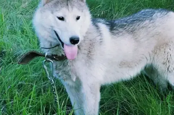 Пропала собака, Пулковская улица, 1 к2, Санкт-Петербург - добрая и послушная - photo