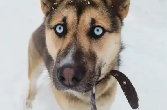 Пропала собака, Калининград, Калининградская область - голубые глаза, черно-коричневый окрас - photo