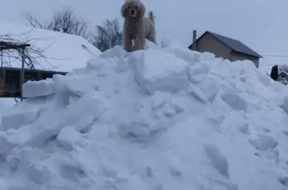 Пропал собака, улица Айвазовского, Тула - пудель 9 лет, белый с рыжими ушами - photo