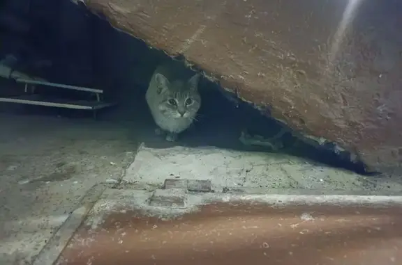 Найденные животные Тюмень, фото: Найдена кошка, улица Пермякова, 23, Тюмень - светло-серый, ухоженный