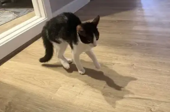 Найдена кошка, Воронеж, фото: Найдена кошка, улица Шишкова, 97, Воронеж - чёрно-белый окрас