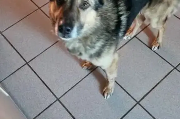 Пропал собака, мужской, улица Циолковского, 41, городской округ Орёл - чёрно-рыжий, худой, высокий - photo