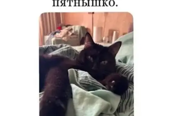 Пропал кот, проспект Ленина, 83А, Обнинск - чёрный с белым пятнышком - photo