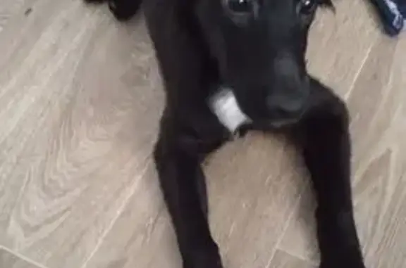 Найдена собака, Реж, фото: Найден собака, Красноармейская улица, Реж