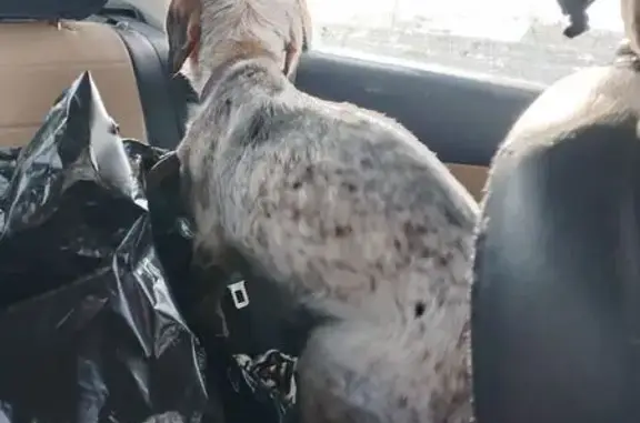 Найдена собака, Курган, фото: Найдена собака, шоссе имени Героя России Тюнина А. В., Курган - зелёный брезентовый ошейник