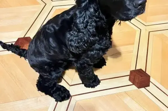 Пропала собака, Верхний Бирагзанг — девочка породы Кокер Спаниэль - photo