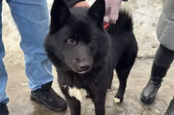 Найдена собака, Быково, фото: Найдена собака, 46Н-08900, Быково - бегает несколько дней