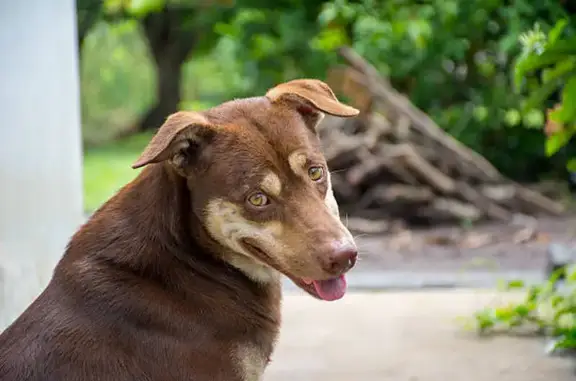 Пропал собака, улица Строителей, 54, городское поселение Ковылкино - коричневый с широким ошейником - photo