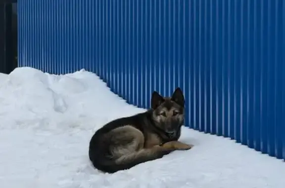 Найдена собака, Торховский проезд, Тула - с красным ошейником - photo