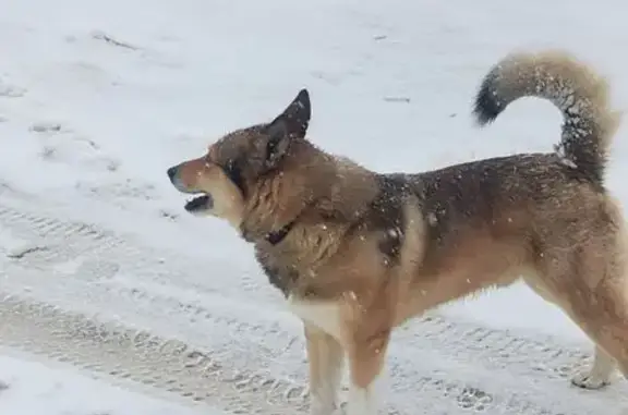 Найдена собака, Йошкар-Ола, фото: Найден собака, улица Анциферова, 4, Йошкар-Ола - рыжий с черным, лайка
