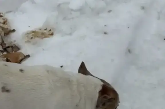 Найдена собака, Белоусово, фото: Найден собака, Москва, Белоусово - упитанный, но ест хорошо