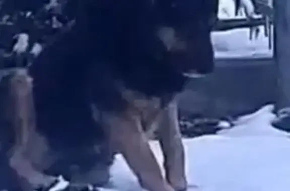 Пропал собака, Южная улица, 2, Новый - знает команды - photo