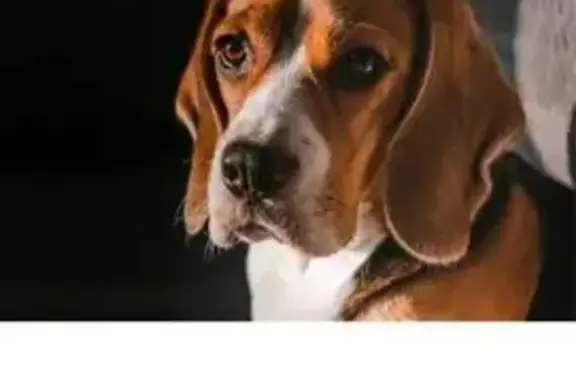 Пропала собака, улица 9 Мая, 5, Щёкино - photo