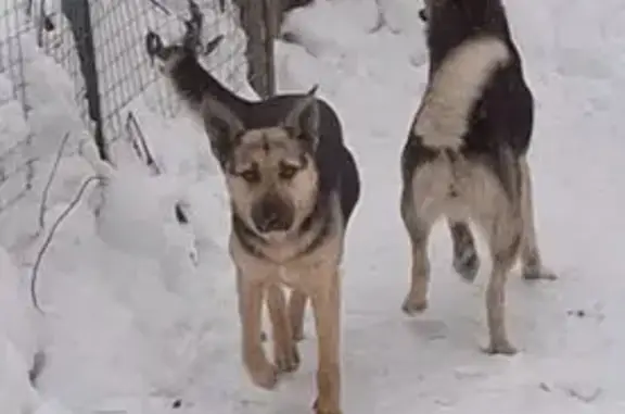 Пропала собака, Октябрьская улица, 5, Ильинский - photo