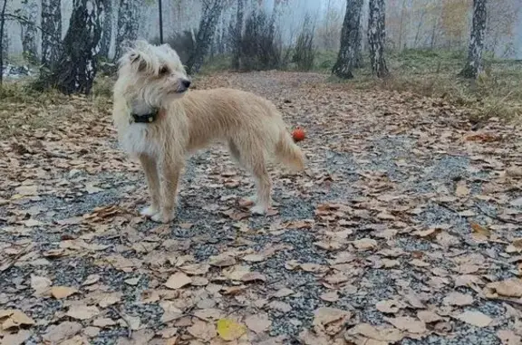 Пропала собака, улица Чичерина, 40В, Челябинск - photo