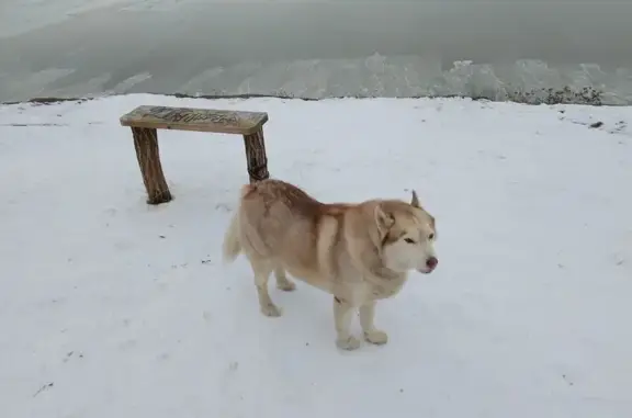 Пропал собака, улица Сергея Шило, городской округ Таганрог - окрас как на фото - photo