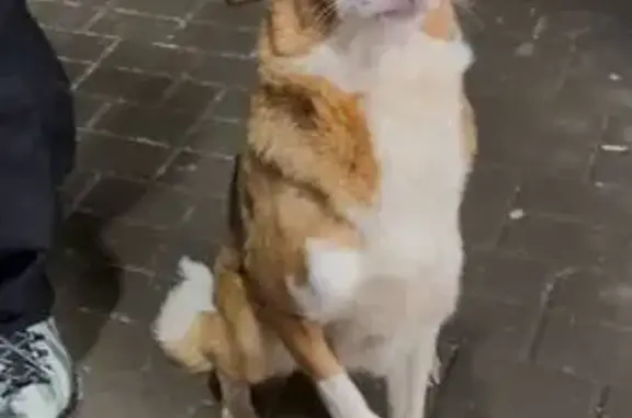 Пропала собака, женский пол, улица Суворова, городской округ Пенза - рыже-белая, сорвалась с поводка - photo