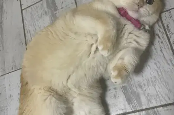 Пропала кошка, мужской, Краснодарская улица, 93, Анапа - золотая шиншилла с розовым ремешком - photo