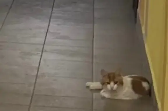 Пропал кот, переулок Макарова, 2, Ставрополь - белый с рыжими пятнами - photo