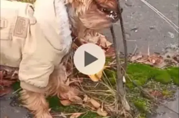 Пропала собака, Пензенская область, Пенза - без поводка, откликается на Пампушу - photo