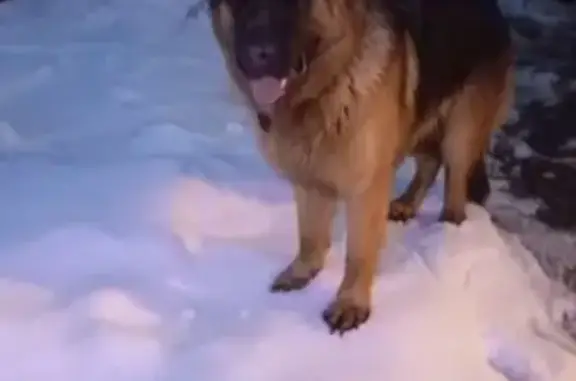 Найдена собака, Слобода, фото: Найден собака, мужской, деревня Слобода, Тверская область - тёмно-коричневый кожаный ошейник