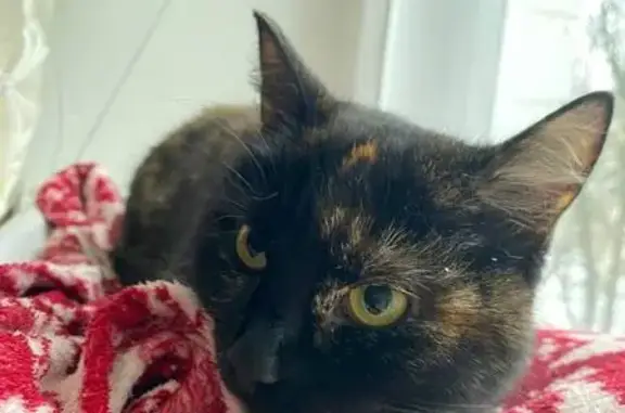 Найдена кошка, Нижний Новгород, фото: Найдена кошка, улица Белинского, 35, Нижний Новгород - черепаховый окрас