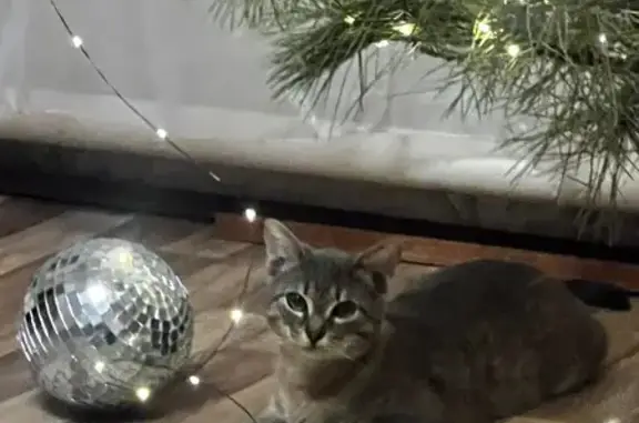 Пропал кот, переулок Крупской, 99, Каменск-Шахтинский - серенький с экземой на холке - photo