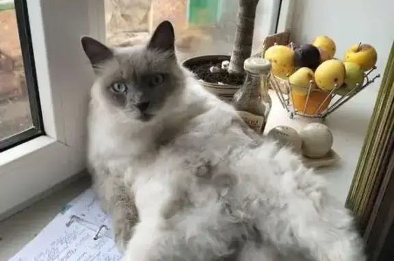Пропал кот, улица Дружбы, Павловская - светлый окрас и голубые глаза - photo