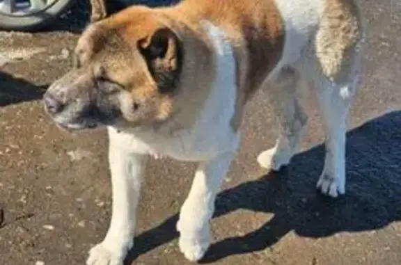 Найдена собака, Пятигорск, фото: Найден собака, Пятигорск, Ставропольский край - взрослый кабель американской Акиты