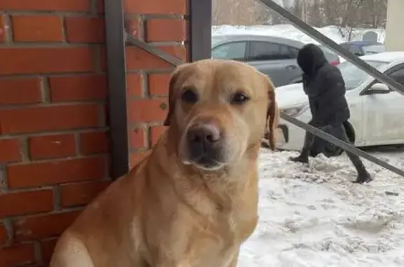 Найдена собака, Казань, фото: Найден собака, улица Комиссара Габишева, Казань - похож на лабрадора