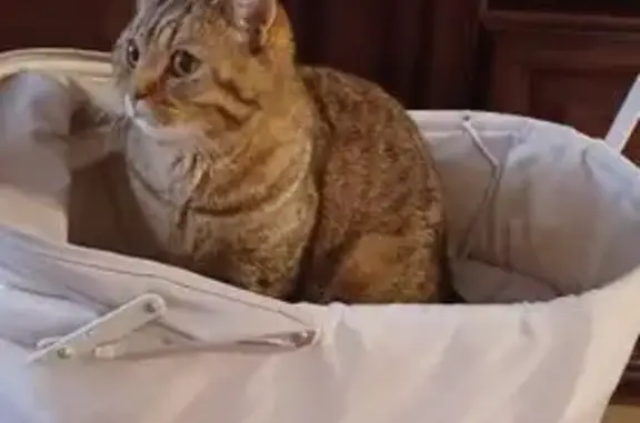 Пропал кот, коттеджный поселок, Еремеево - не любит быть на руках - photo