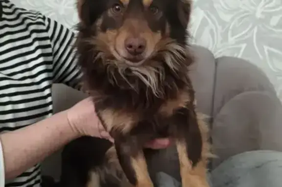 Найден собака, Рабоче-Крестьянская улица, 11, Волгоград - photo