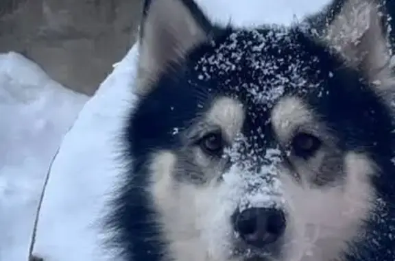 Пропал собака, Заповедная улица, Сорокино - хаски с карими глазами - photo