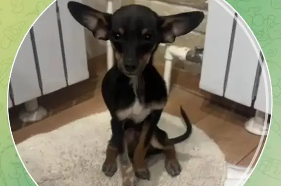 Найденные животные Волгоград, фото: Найдена собака, Вельботная улица, Волгоград