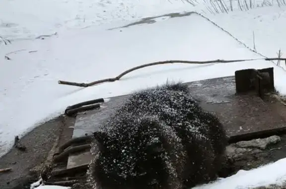 Найденные животные Омск, фото: Найдена кошка, улица Багратиона, 90, Омск - пушистая, возможно персидская порода