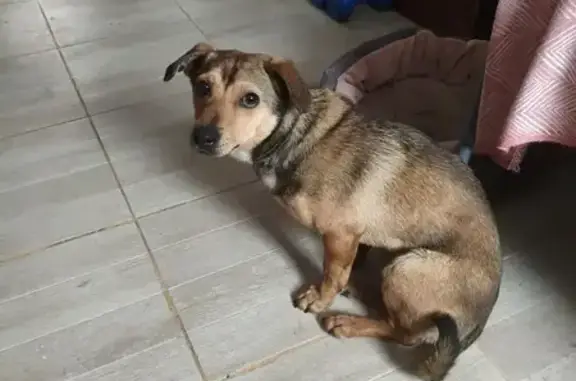 Найдена собака, Волгоград, фото: Найден собака, Комитетская улица, 30, Волгоград - очень мелкий