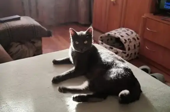 Кошки потеряшки, Смоленск, фото: Потеряшка кошка, улица Гарабурды, Смоленск - пепельного цвета с малиновым ошейником