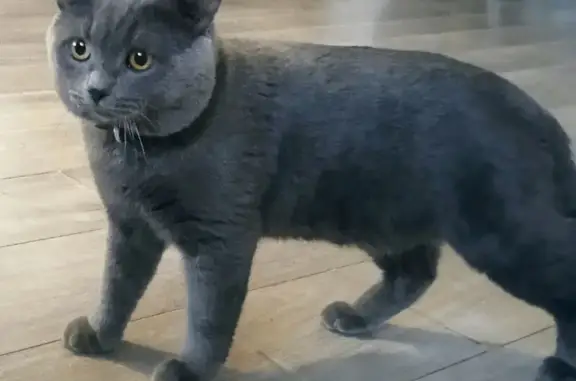 Пропал кот, Среднесадовая улица, 66, Самара - серый окрас, полосатый хвост - photo