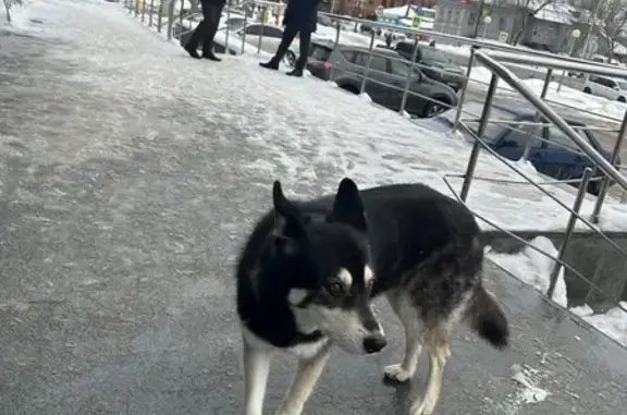 Найдена собака, Уфа, фото: Найдена собака, улица Свердлова, 90, Уфа - ухоженная, с ошейником